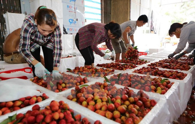 Vì sao nông sản Việt vẫn chưa chinh phục được thị trường Hàn Quốc? ảnh 2