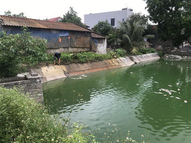 Hải Dương: Cá trong ao nuôi chết hàng loạt, các hộ dân thiệt hại nặng ảnh 1