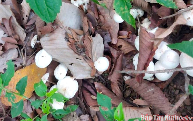 Tây Ninh: Ăn nhầm nấm độc, một người tử vong, hai người nguy kịch ảnh 1