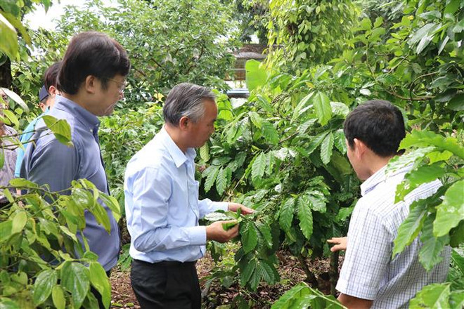 Phát triển nông nghiệp hữu cơ ở Việt Nam: Xây dựng chiến lược dài hạn ảnh 1