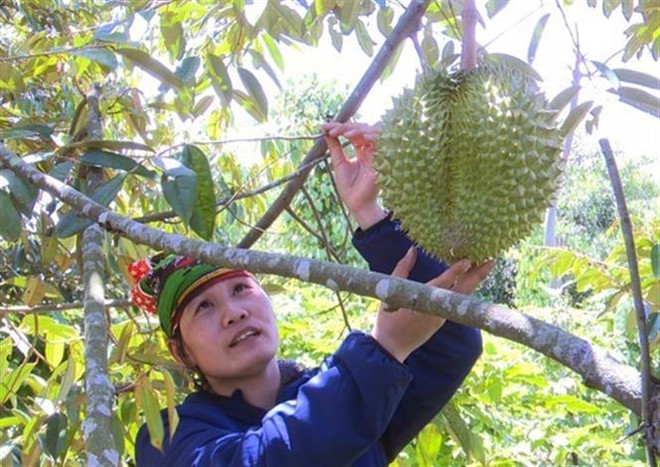 Phát triển nông nghiệp hữu cơ: Chưa tạo được giá trị tương xứng ảnh 2