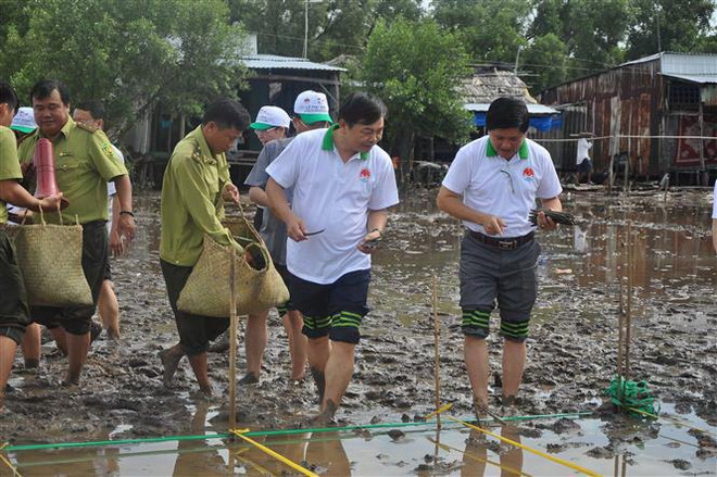 Phát động phong trào trồng rừng ngập mặn trên toàn quốc ảnh 1