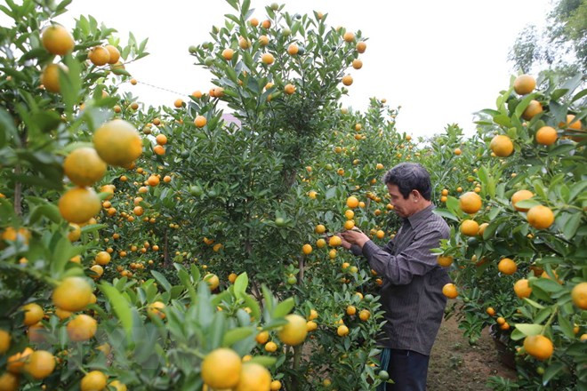 Thời tiết bất thường, làng Hợp Lý mất mùa quất cảnh dịp Tết ảnh 1