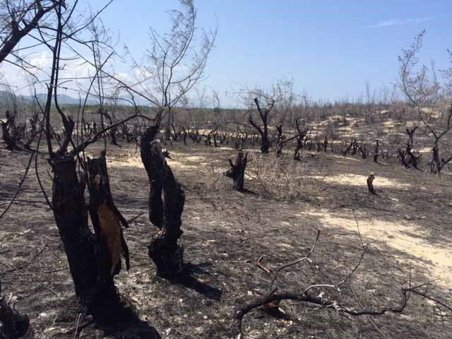 Làm rõ phản ánh 'lợi dụng xây dựng dự án điện gió để khai thác titan' ảnh 1