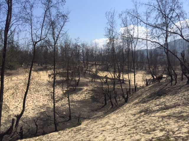 Chủ tịch tỉnh Bình Định: Dự án điện gió không làm mất rừng, mất titan ảnh 1