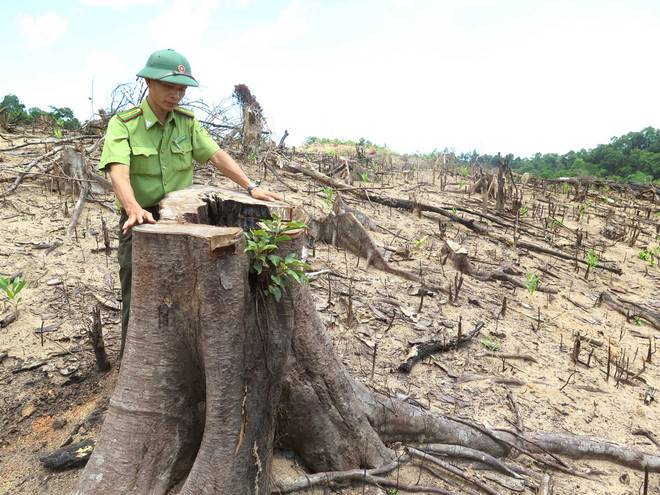 Vụ phá gần 44ha rừng tại Bình Định: Lại đổ lỗi cho địa hình phức tạp ảnh 2