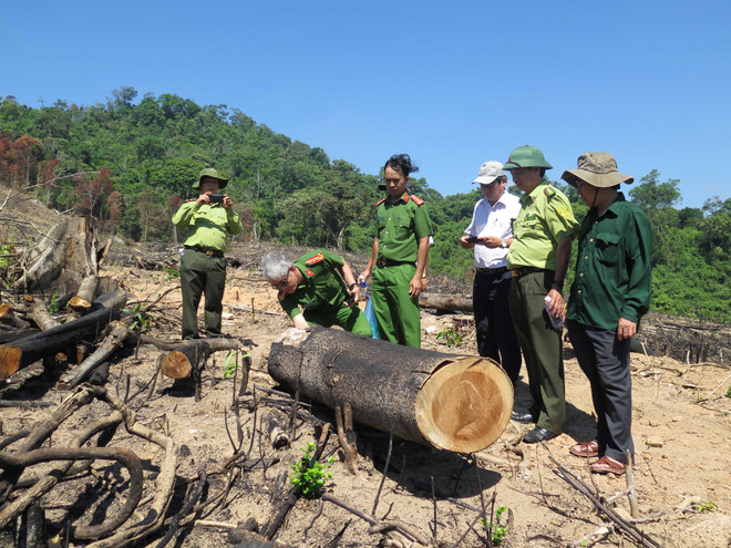 Vụ phá gần 44ha rừng tại Bình Định: Lại đổ lỗi cho địa hình phức tạp ảnh 3