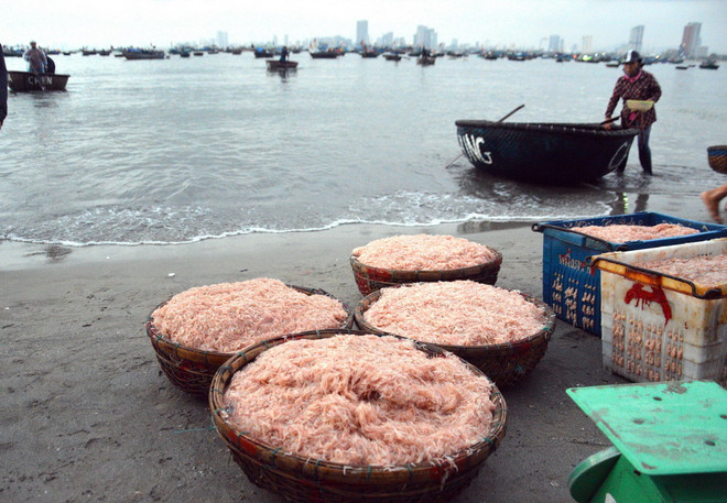 Ngư dân Đà Nẵng phấn khởi vì trúng đậm mùa ruốc biển, thu lãi cao ảnh 1