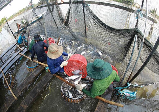 Kéo dài chu kỳ tăng trưởng ngành cá tra: Phát triển ổn định, bền vững ảnh 2