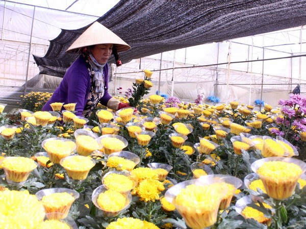 Lâm Đồng: Chuẩn bị hơn 1.500ha hoa Đà Lạt cho dịp Tết Nguyên đán ảnh 1