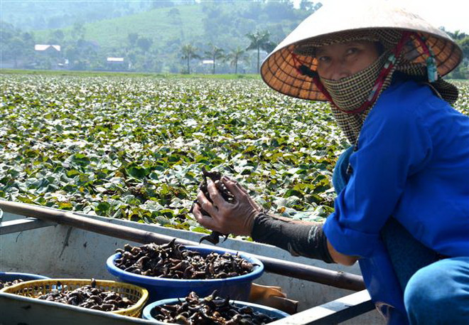 Suối Ấu Vĩnh An - điểm đến hấp dẫn du khách trong mùa Thu ảnh 2