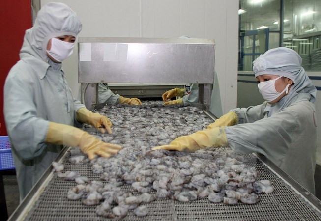 Chế biến tôm xuất khẩu tại Hậu Giang. (Ảnh: Huy Hùng/TTXVN) Châu Á sẽ là thị trường tiêu thụ mới nổi của ngành tôm Việt Nam ảnh 1