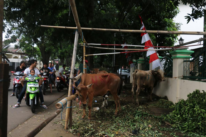 Trải nghiệm lễ Idul Adha thú vị của người Hồi giáo ở Indonesia ảnh 2
