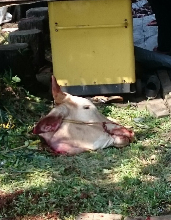 Trải nghiệm lễ Idul Adha thú vị của người Hồi giáo ở Indonesia ảnh 4