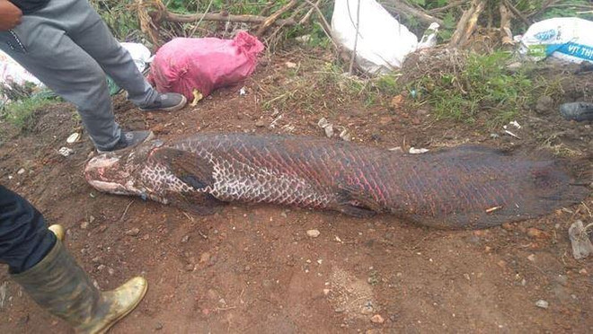 Mạng xã hội xôn xao thông tin người dân bắt được cá hải tượng nặng khoảng 100kg trên sông Nhuệ (Hà Nội). Thông tin này là thật hay giả?