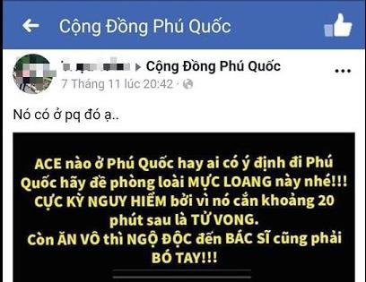 Thông tin xuất hiện một loài mực cực độc ở Phú Quốc là thật hay giả?