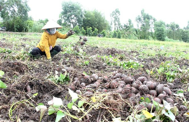 Nông dân xã Thành Trung, huyện Bình Tân, tỉnh Vĩnh Long thu hoạch khoai lang. (Ảnh: Lê Thúy Hằng/TTXVN) Giá khoai lang tím Nhật giảm mạnh, nông dân Vĩnh Long gặp khó khăn ảnh 1