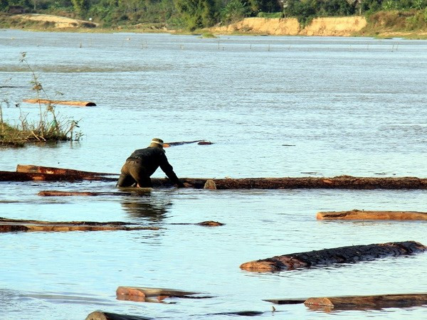 Phát hiện lượng lớn gỗ sao đen dưới sông khi khai thác cát ảnh 1