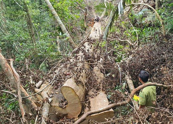 Đắk Lắk: Điều tra vụ phá rừng quy mô lớn tại huyện M’Đrắk ảnh 2