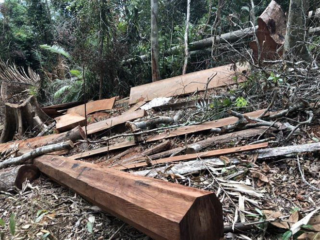 Đắk Lắk: Điều tra vụ phá rừng quy mô lớn tại huyện M’Đrắk ảnh 1