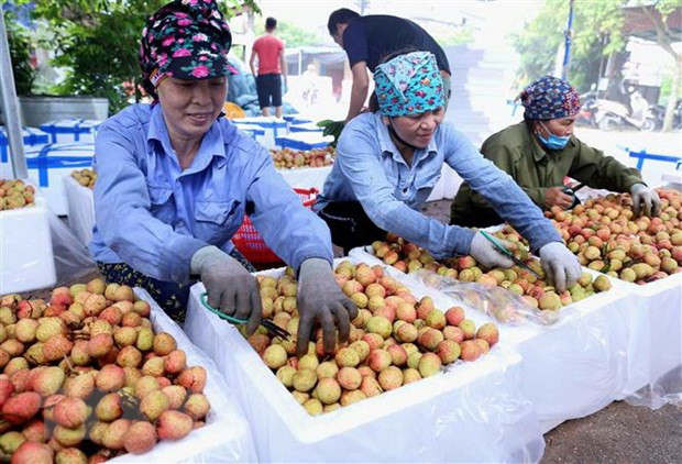 Đóng thùng xốp bảo quản sản phẩm vải chín sớm. (Ảnh: Vũ Sinh/TTXVN) Tăng khả năng cạnh tranh của các sản phẩm mang chỉ dẫn địa lý ảnh 3