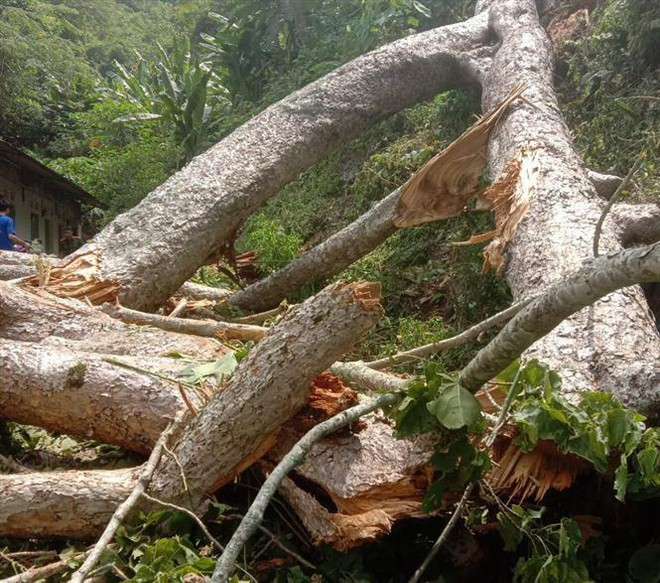 Cây cổ thụ bị mục gốc, đổ sập xuống khu nhà trọ ở Cao Bằng ảnh 2