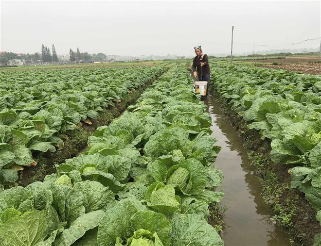 ASEAN trong tiến trình chuyển đổi số bao trùm: Lợi ích và thách thức ảnh 2