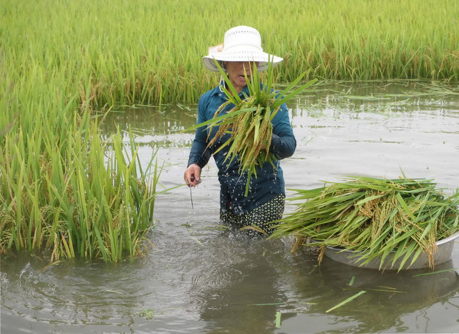 Mưa lớn ở Tuyên Quang, 30 ngôi nhà và 100ha hoa màu bị ngập ảnh 1
