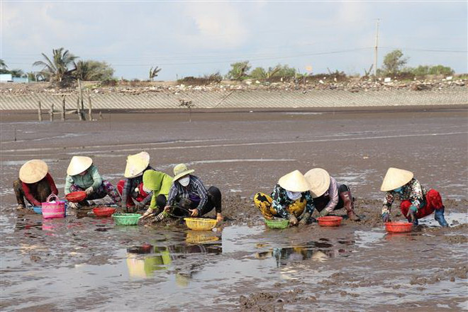 Trà Vinh trao chứng nhận quốc tế và ký liên kết chuỗi giá trị nghêu ảnh 1
