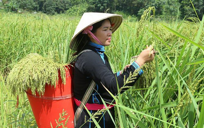 Lợi ích kép khi nông nghiệp kết đôi với 'ngành công nghiệp không khói' ảnh 2