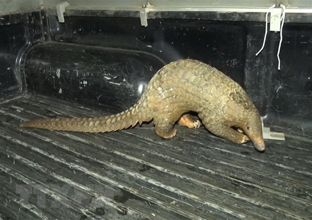 Khởi tố đối tượng tàng trữ cá thể động vật nguy cấp, quý hiếm ảnh 1