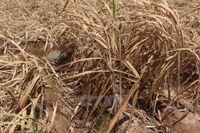 Sóc Trăng khẩn trương rà soát hỗ trợ nông dân thiệt hại do hạn mặn ảnh 1