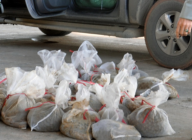 Quảng Ninh: Nổ súng bắn xịt lốp xe vận chuyển trái phép tê tê ảnh 1