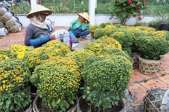 Đồng Tháp: Hoa cúc mâm xôi được giá dịp Tết, nông dân phấn khởi ảnh 1