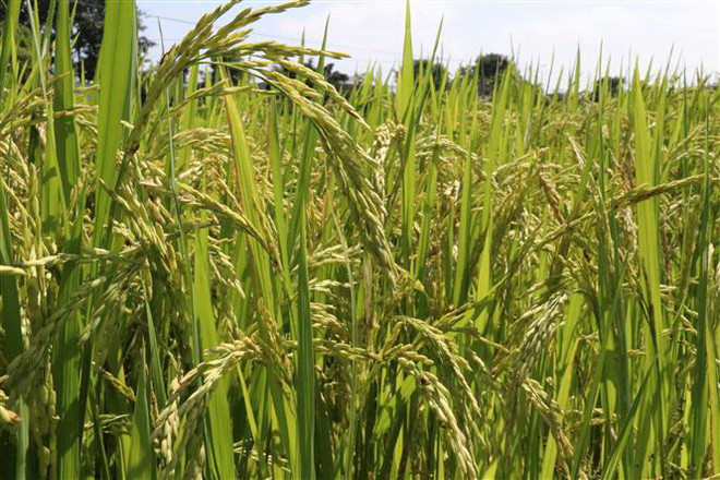 Nguồn cung khan hiếm, giá lúa gạo ở ĐBSCL có xu hướng tăng ảnh 1