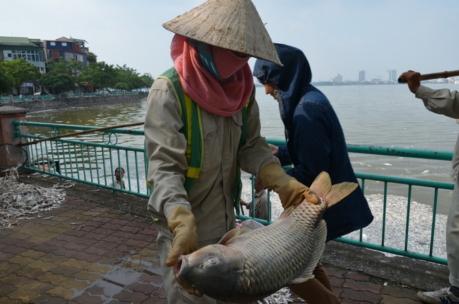 [Photo] Cá chết bất thường nổi trắng Hồ Tây, bốc mùi hôi tanh ảnh 2