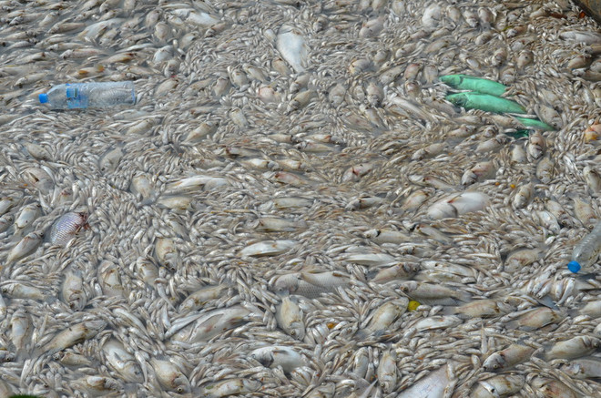 [Photo] Cá chết bất thường nổi trắng Hồ Tây, bốc mùi hôi tanh ảnh 1