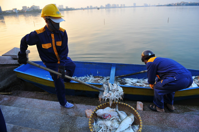 [Photo] Cá chết bất thường nổi trắng Hồ Tây, bốc mùi hôi tanh ảnh 3