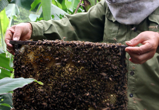 Hà Giang: Lãnh đạo huyện Đồng Văn lên tiếng về lùm xùm nuôi ong ảnh 1