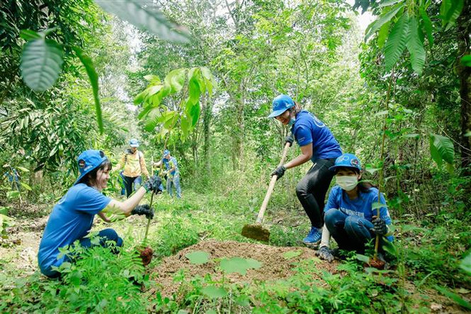 Trồng rừng tạo thêm sinh cảnh cho đàn voi tự nhiên tại Đồng Nai. (Nguồn: TTXVN) Đồng Nai: Đàn voi rừng thường xuyên xuất hiện, gây nhiều thiệt hại ảnh 1