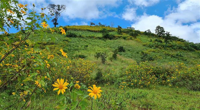 Tuần lễ hoa dã quỳ-núi lửa Chư Đăng Ya sẽ diễn ra trong tháng 11 ảnh 2