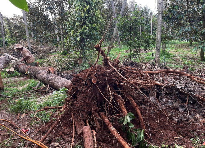 ttxvn_loc xoay 2.jpg