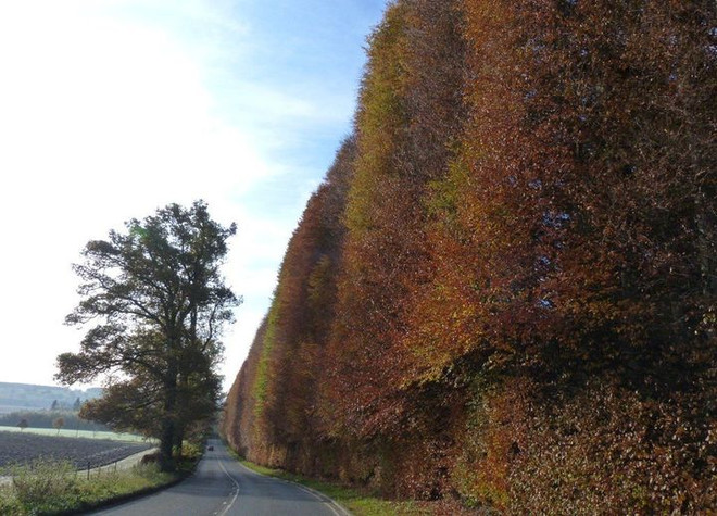 Chiêm ngưỡng Meikleour Beech – Hàng rào cao nhất thế giới ảnh 4