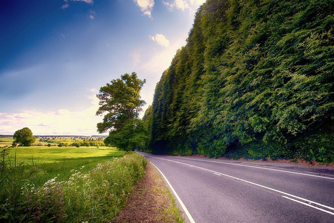 Chiêm ngưỡng Meikleour Beech – Hàng rào cao nhất thế giới ảnh 3