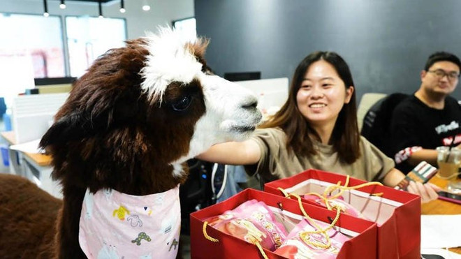 Lạc đà Alpaca - Thú cưng mới lạ nơi văn phòng ảnh 1