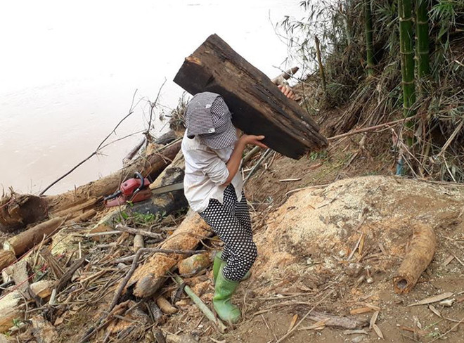 Hình ảnh người dân liều mình vớt củi giữa dòng nước lũ ở Thanh Hóa ảnh 3