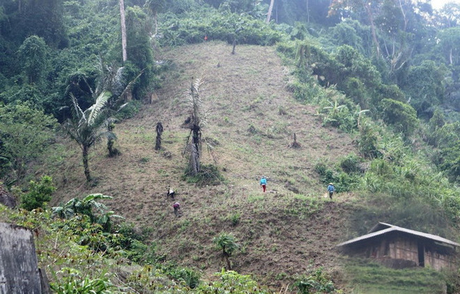 Gỡ khó trong chuyển mục đích sử dụng rừng sang mục đích khác ảnh 1
