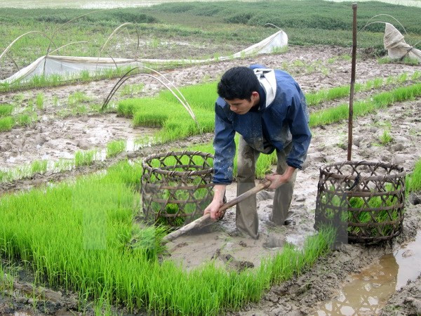 Lấy nước đợt 3 phục vụ gieo cấy vụ Đông Xuân từ ngày 16/2 ảnh 1