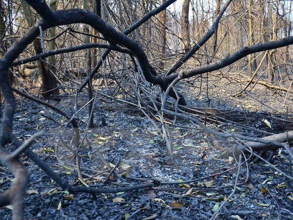 50ha rừng bị thiêu rụi trong vụ cháy rừng ở Mù Cang Chải ảnh 1