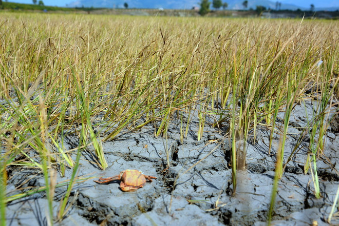 Nghiên cứu sử dụng công nghệ tiết kiệm nước trong mùa khô hạn ảnh 1
